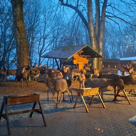 Apartamento Harz-fewo-wolf *