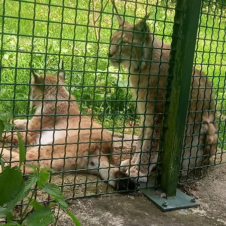 Apartamento Harz-fewo-wolf