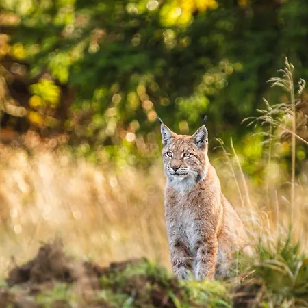 Harz-fewo-wolf * Bad Harzburg